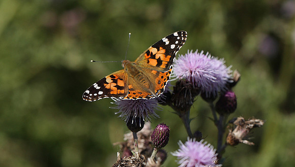 Painted Lady