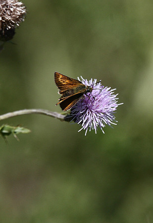 Lulworth Skipper