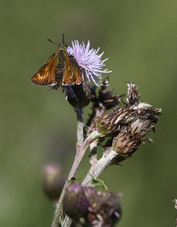Lulworth Skipper