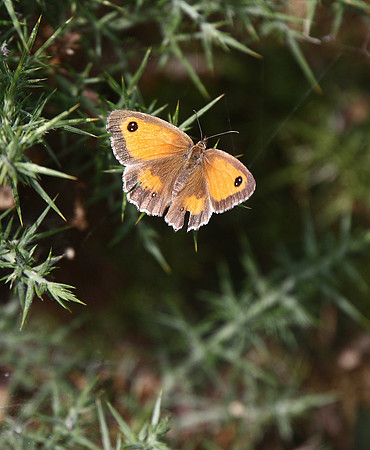 Gatekeeper