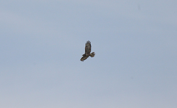 Buzzard