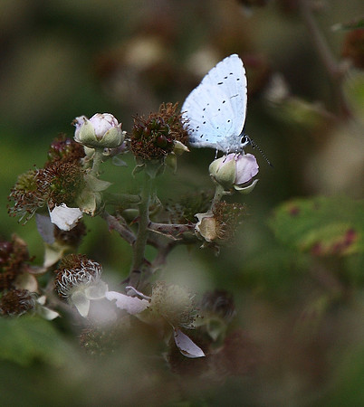 Holly Blue