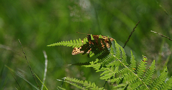 Large Skipper