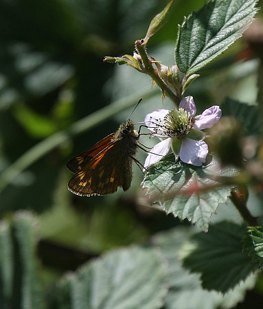 Large Skipper