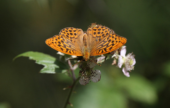 Silver-washed Fritillary