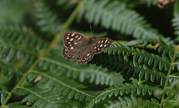 Speckled Wood