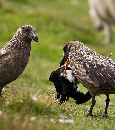 Great Skua