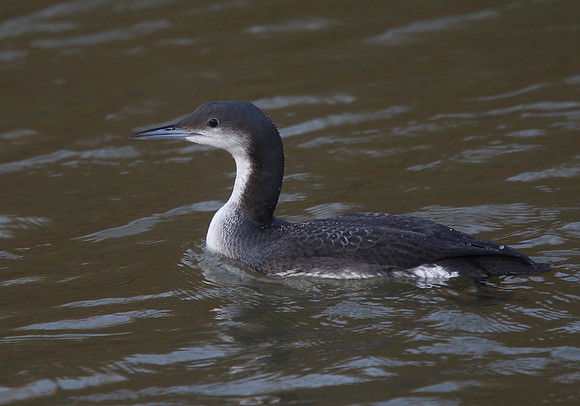 Black-throated Diver
