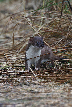 Stoat