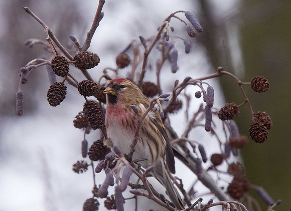Lesser Redpoll