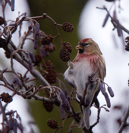 Lesser Redpoll