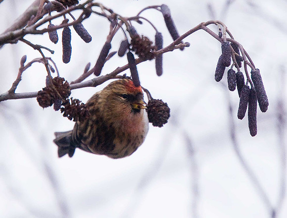 Lesser Redpoll