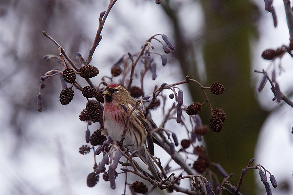 Lesser Redpoll