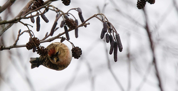 Lesser Redpoll