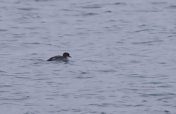 Smew