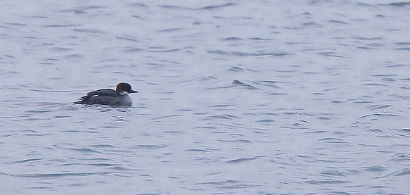 Smew