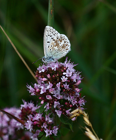 Chalkhill Blue
