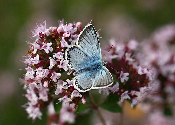 Chalkhill Blue