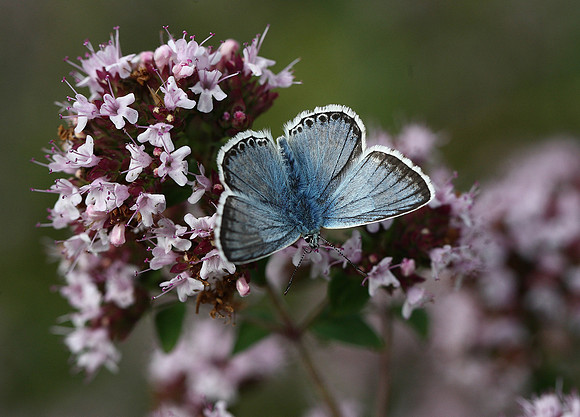 Chalkhill Blue