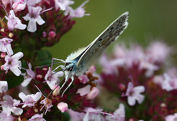Chalkhill Blue