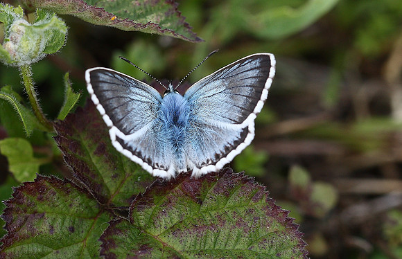 Chalkhill Blue