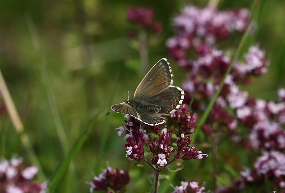 Chalkhill Blue