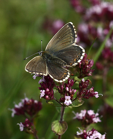 Chalkhill Blue