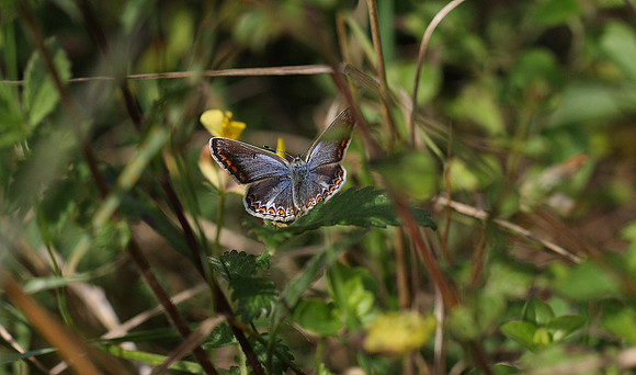 Common blue female