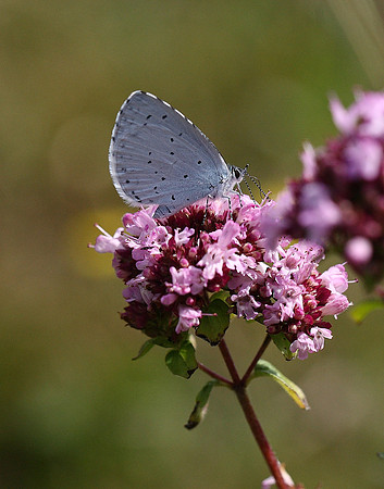 Holly Blue