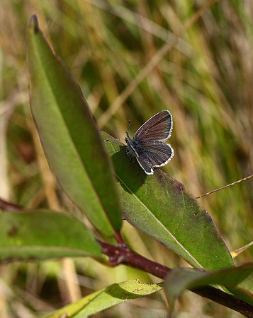 Small Blue