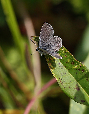 Small Blue