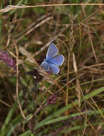Common Blue