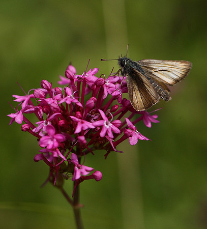 Skipper