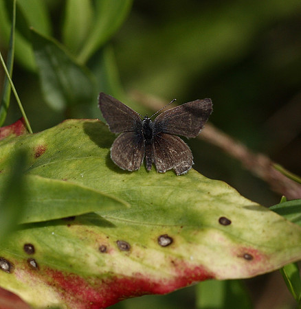 Small Blue