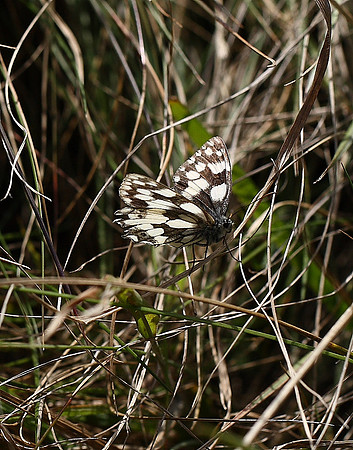 Marbled White