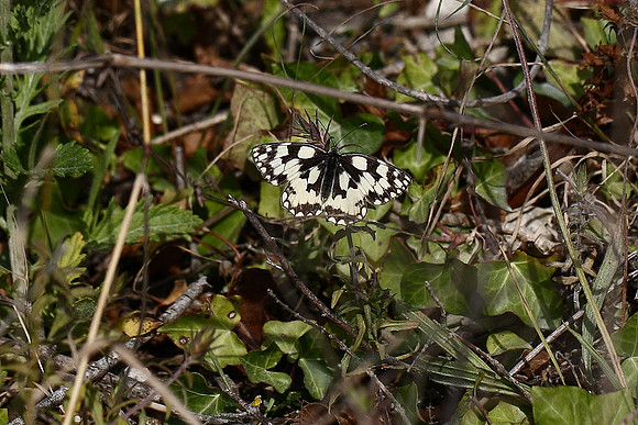 Marbled White