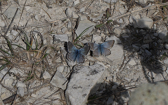 Chalkhill Blue