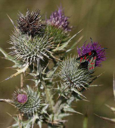 Burnet Moth