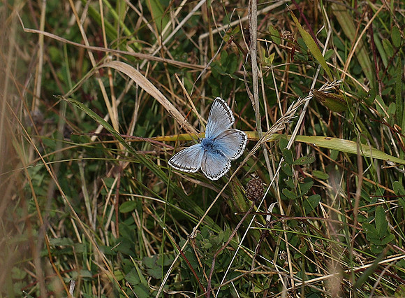 Chalkhill Blue