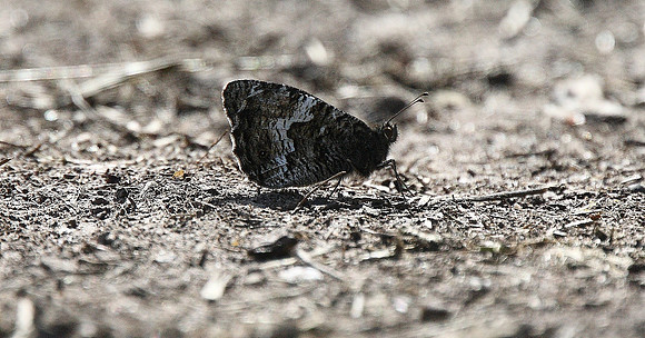 Grayling