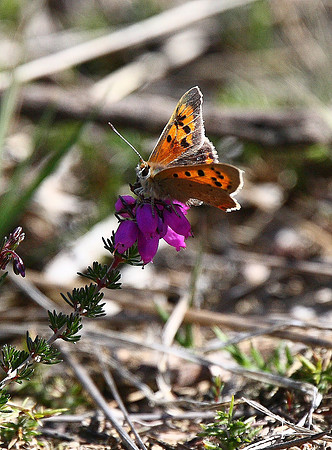Small Copper