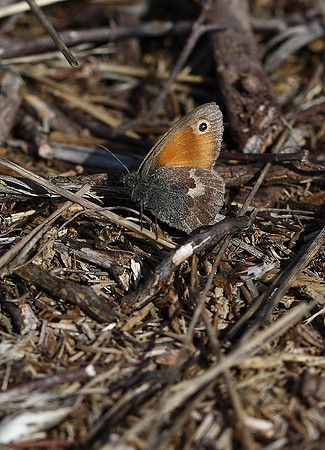 Small Heath