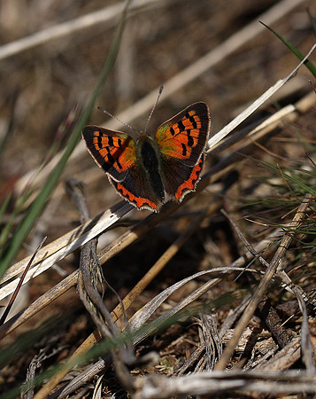 Small Copper