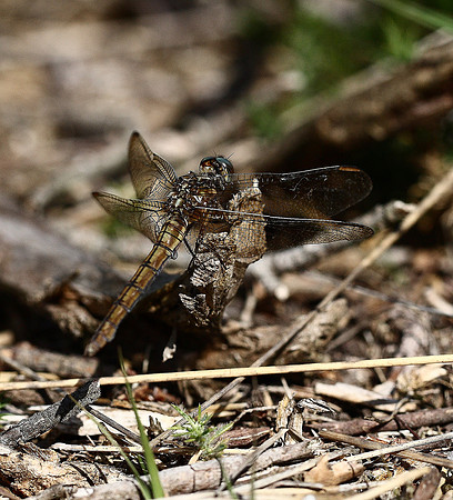 Common Darter