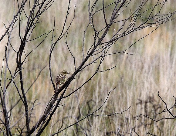 Yellowhammer
