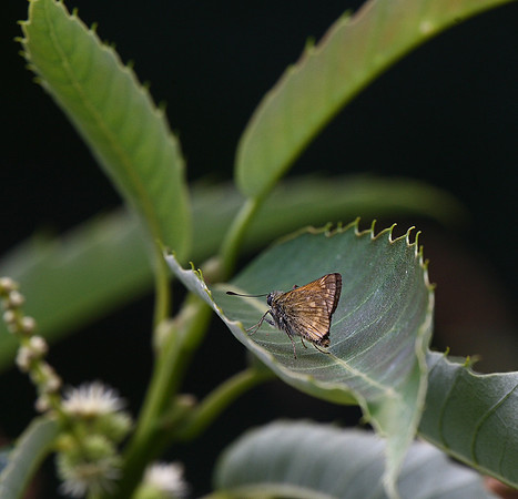 Large Skipper