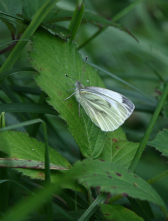 Green-veined White