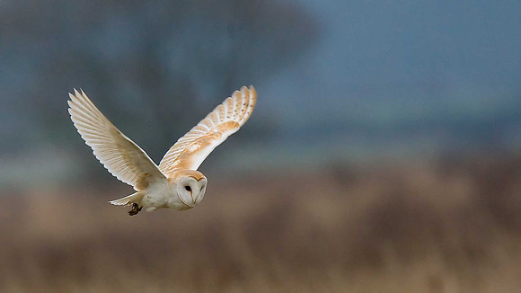 Barn Owl