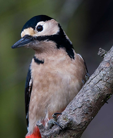Great Spotted Woodpecker