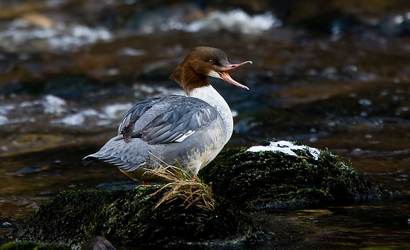 Goosander